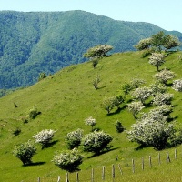 Galeata hills