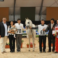 Marocco 2010 - Reserve champion stallion Jamill